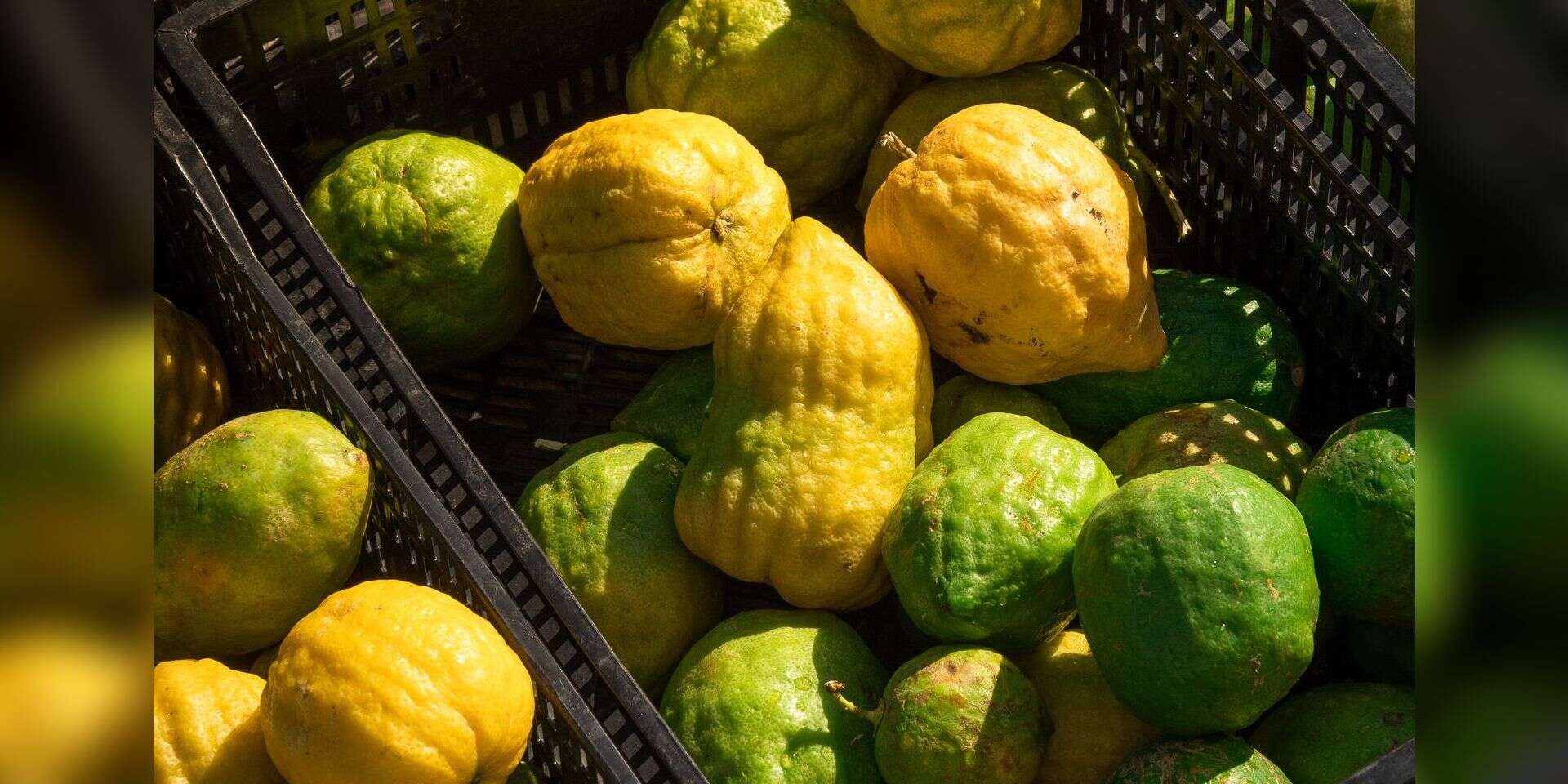 אתרוגים במזקקת הולנדר , איתמר גינמצבורג