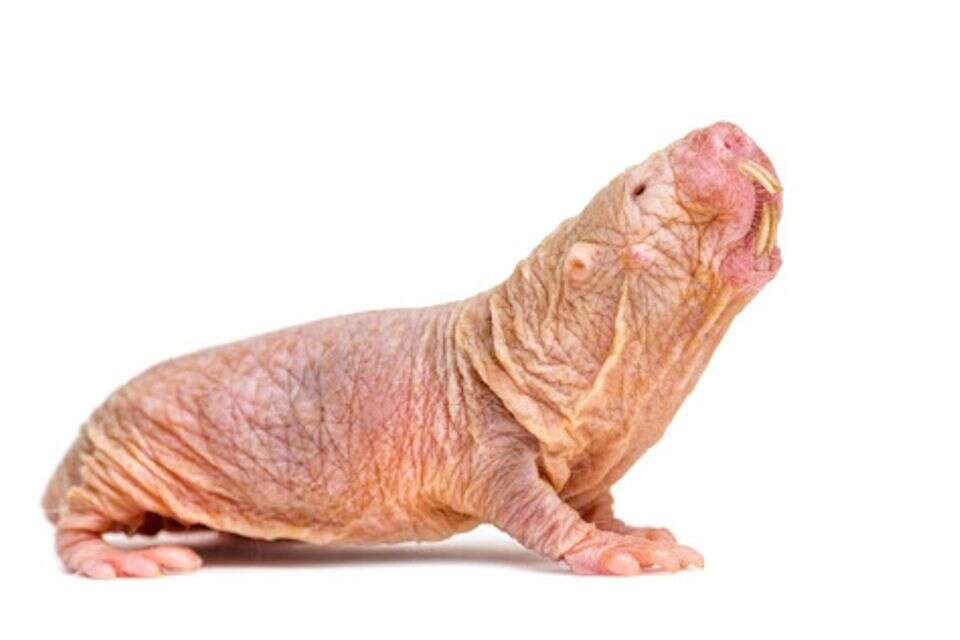 המכרסם הזה נראה כאילו הוא לקוח מסרט אימה - והוא עשוי להיות המפתח לחיים ארוכים יותר