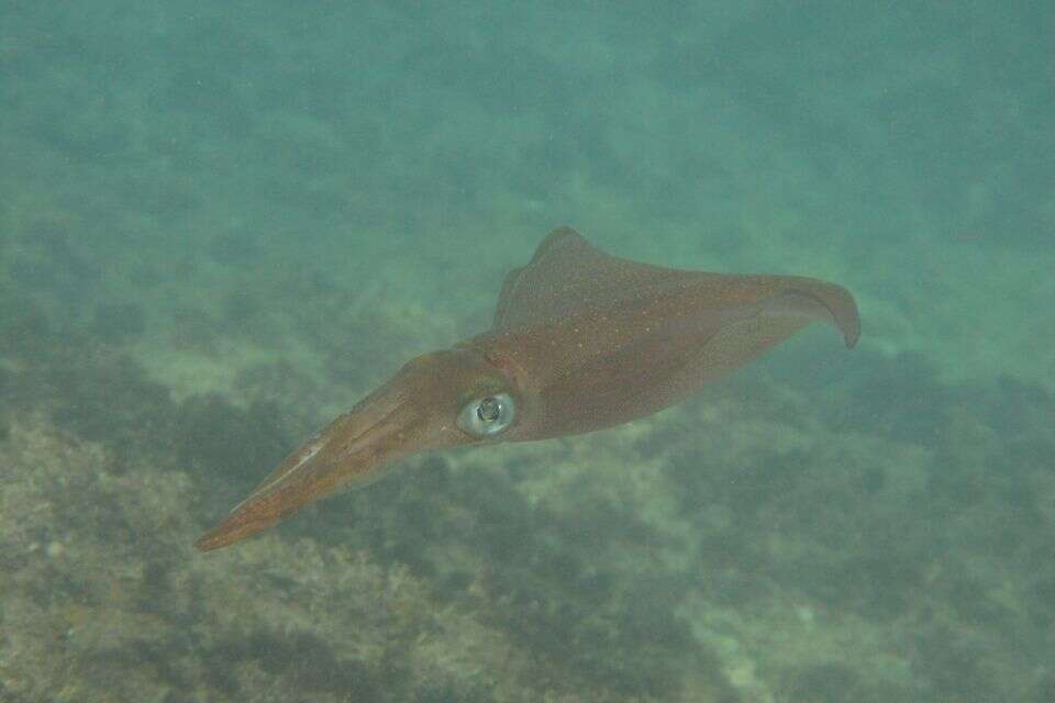 בחופי ישראל: יצור ימי מופלא עם דם כחול ושלושה לבבות