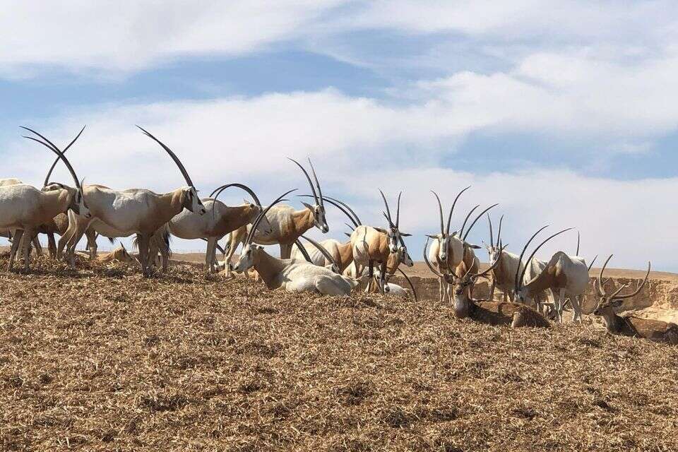 אנטילופה ושמה וויטקוף - המחווה היצירתית לשליח האמריקני