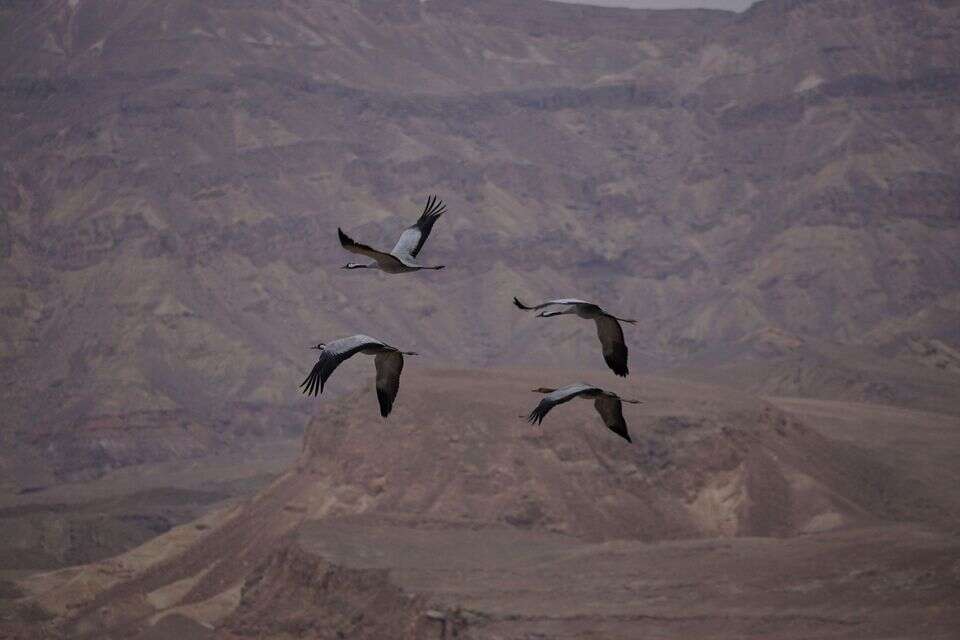 צפו בתיעוד המרהיב: מאות אלפי עגורים חולפים מעל ישראל