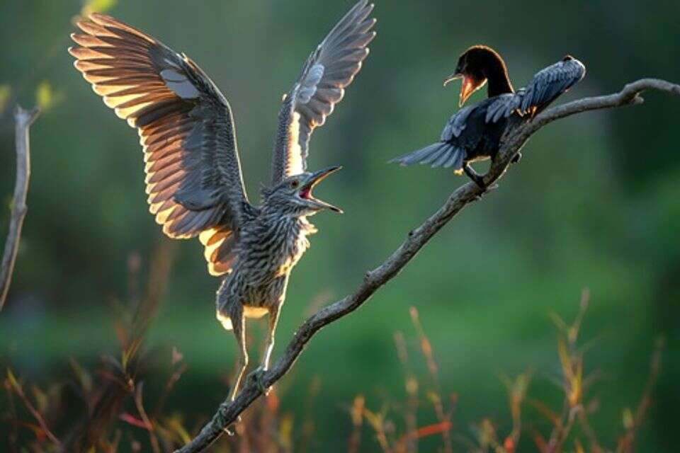 תיעוד מדהים בתחרות הצילום: ציפור נדירה התגלתה בביצת שורק
