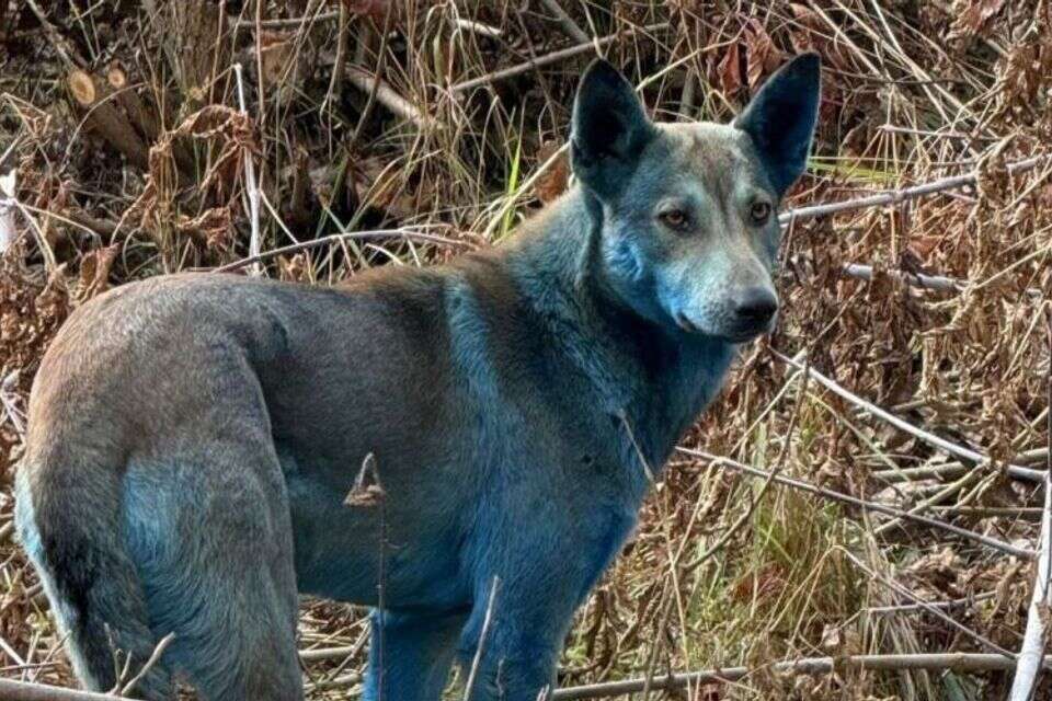 "לא בטוחים מה קורה": שלושה כלבים משוטטים עם פרווה כחולה אותרו באזור צ'רנוביל
