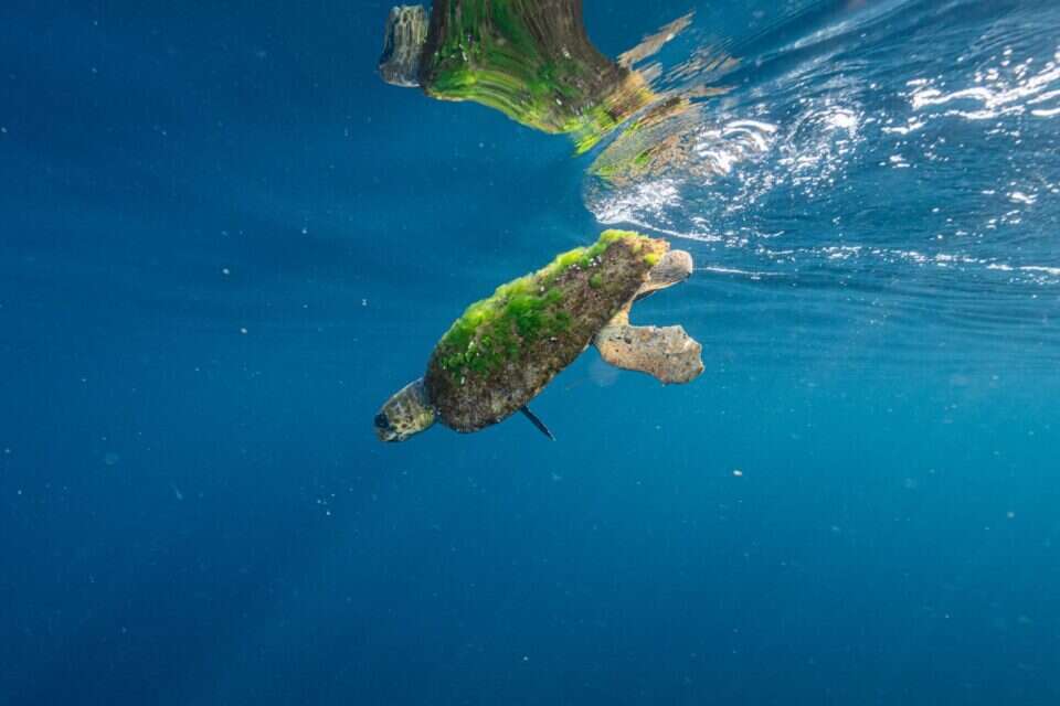 "צב ושמו ישראל": צב ים חום קטוע גפה חולץ במהלך מבצע לפינוי מוקשים