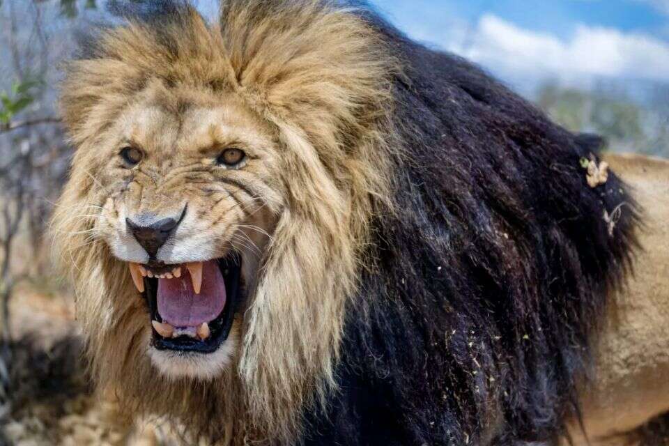 חוקרים גילו שאגה נסתרת - האם זה המפתח להצלת האריות?