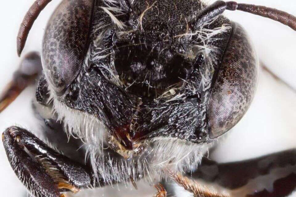 אל תיתנו ללוציפר לעקוץ אתכם: התגלתה דבורה נדירה עם קרני שטן