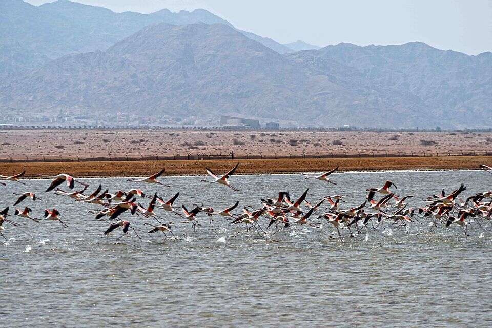 על כנפי הרוח: למה מאות אלפי ציפורים בוחרות לעבור דרך ים המלח?