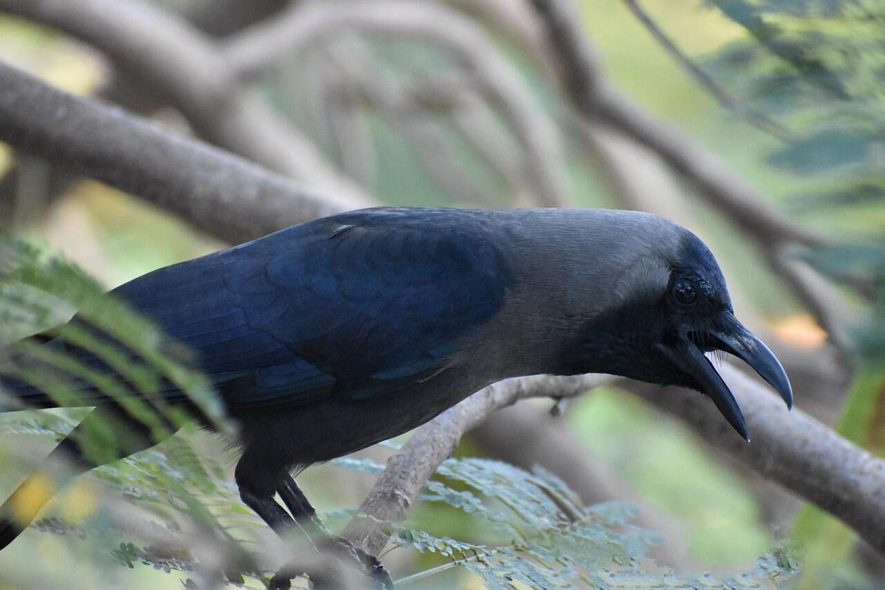 מדוע עורבים עשויים להיות בעלי החיים הלא-אנושיים החכמים ביותר על פני כדור הארץ