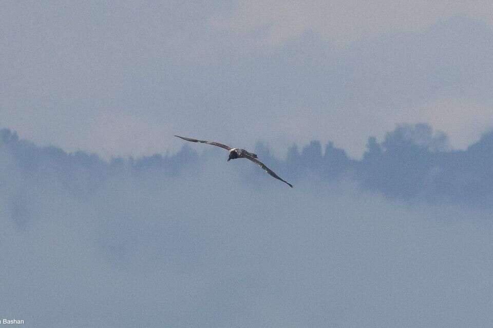 אחרי 9 שנים: הדורס הנדיר נצפה בשמי רמת הגולן