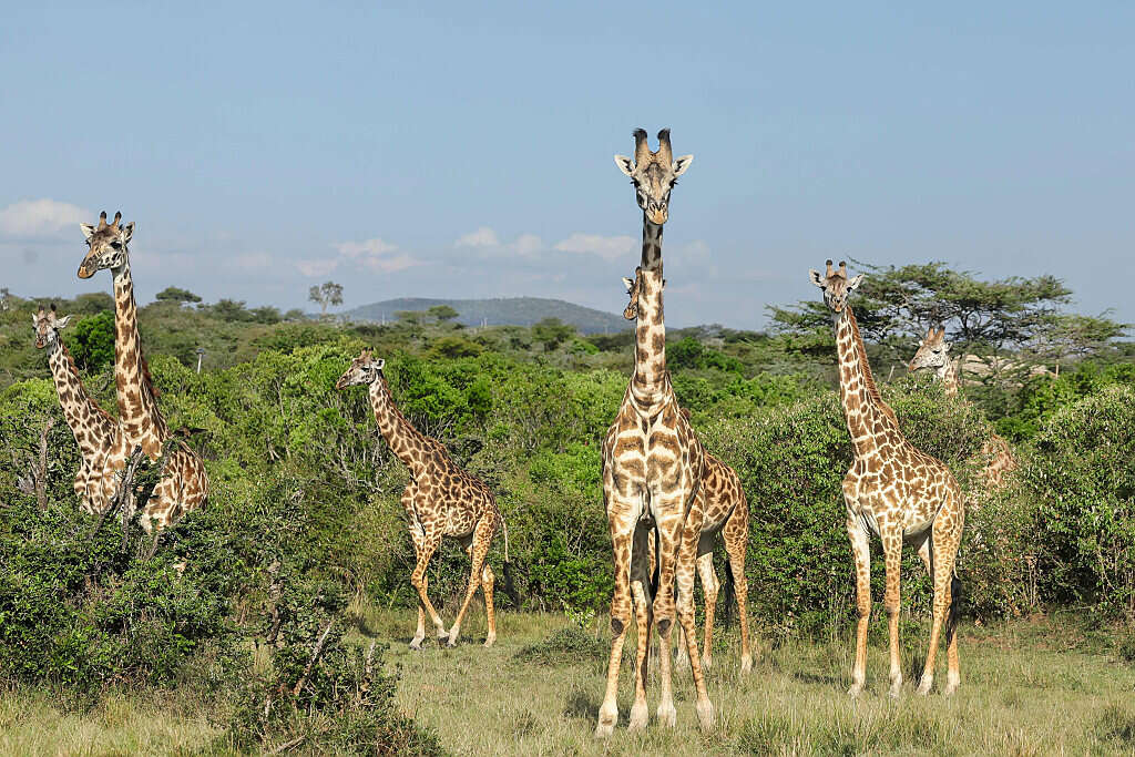 לא רק הצוואר: למה לג'ירפות יש רגליים כל כך ארוכות?