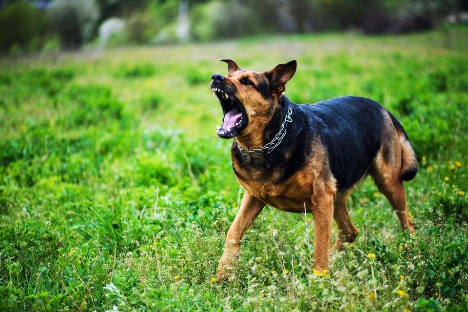 ארגון הווטרינרים: יש עלייה מדאיגה במקרי הכלבת ומשרד הבריאות לא מגן עלינו