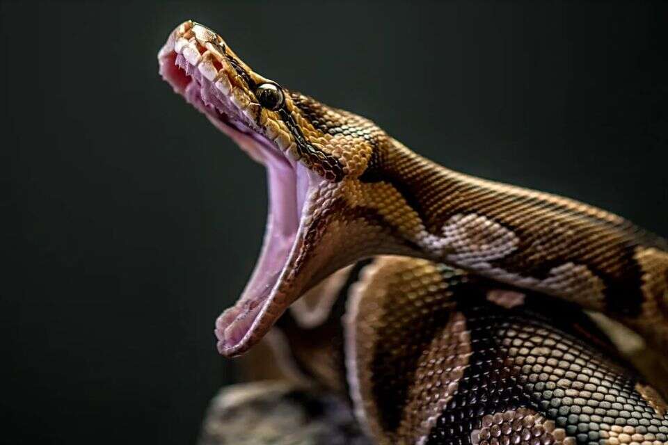 נחש מי בא לביקור? פיתון במשקל 60 קילוגרם התגלה ע"י בת 15 בשירותים