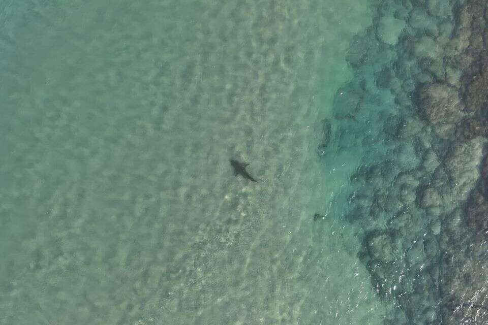 צפו: שבעה חודשים אחרי התקיפה הקטלנית - הכרישים חזרו לחוף חדרה