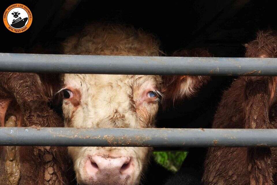 "התעללות מדממת מול עינינו": האכזריות של המשלוחים החיים