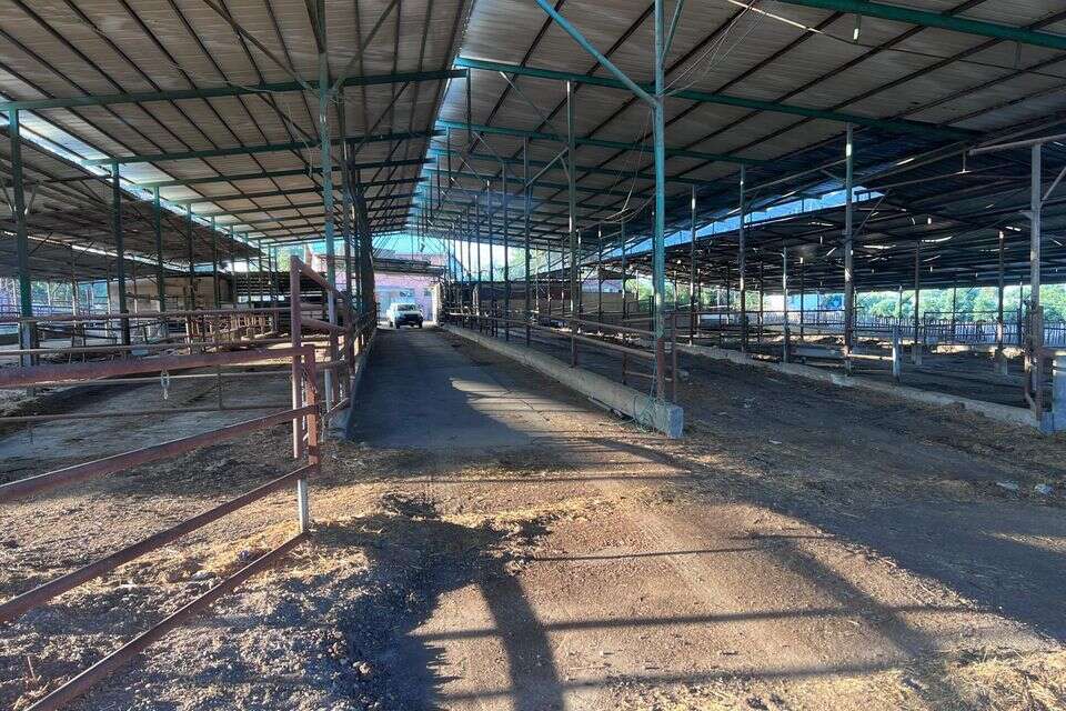 לא כל כך נעים לראות רפת סגורה , נמרוד לוז