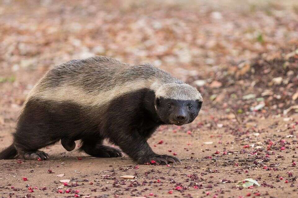 בדקנו: האם גירית דבש באמת הרגה חייל סורי?