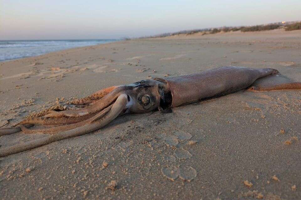 תצפית נדירה: דיונון "ניאון מעופף" ענק נפלט לחוף סמוך לחיפה