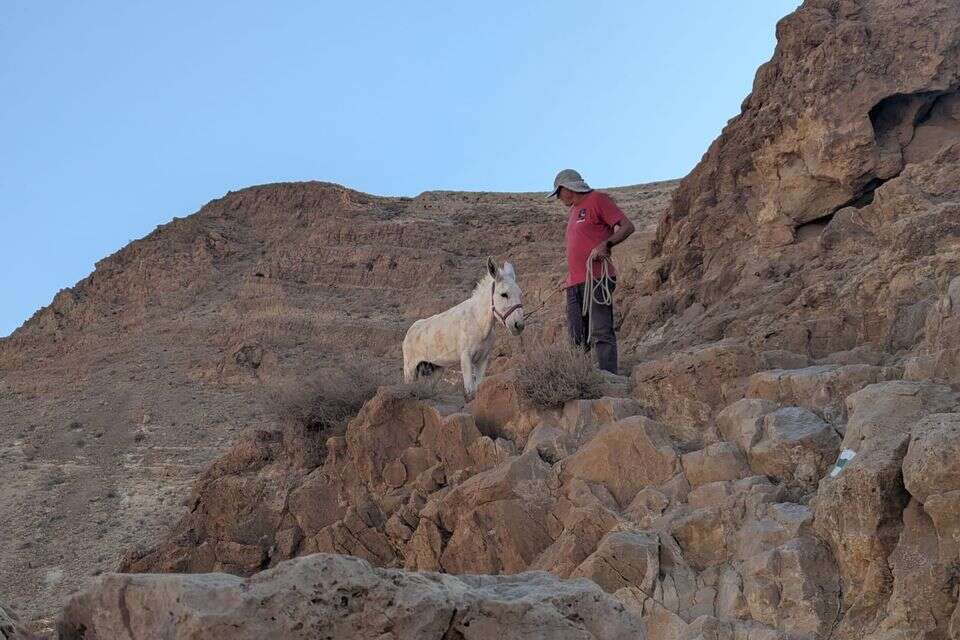 "השיטפון היה לוקח אותו" - צפו במבצע החילוץ של חמור פצוע מנחל צאלים