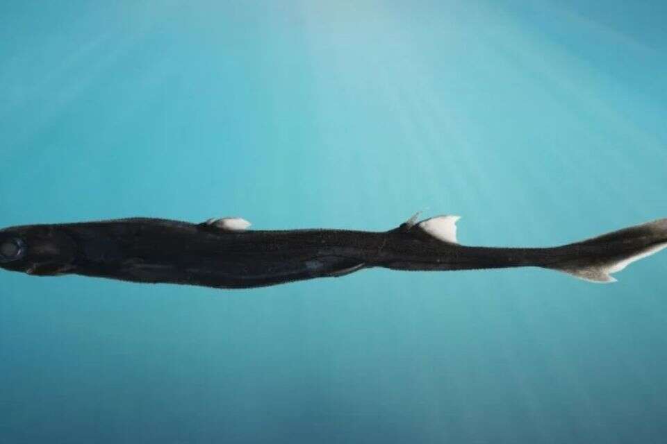 פחד חדש נחשף: מין בלתי מוכר של כריש זוהר התגלה