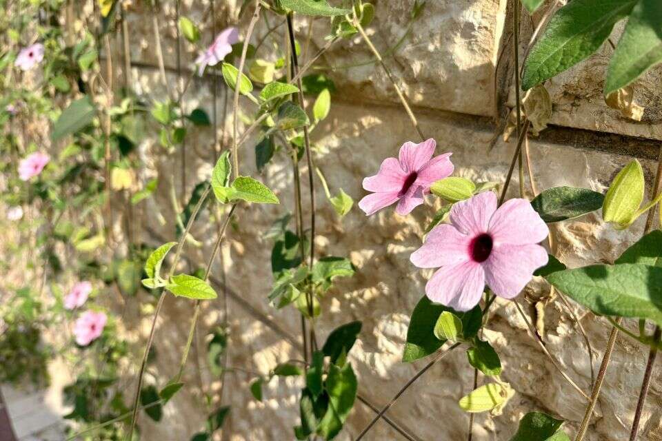 פרחים , אביטל פריד