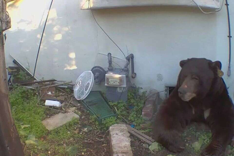 התקין מצלמות כדי לגלות מי פוגע לו ברכוש - וגילה דוב ענק | צפו