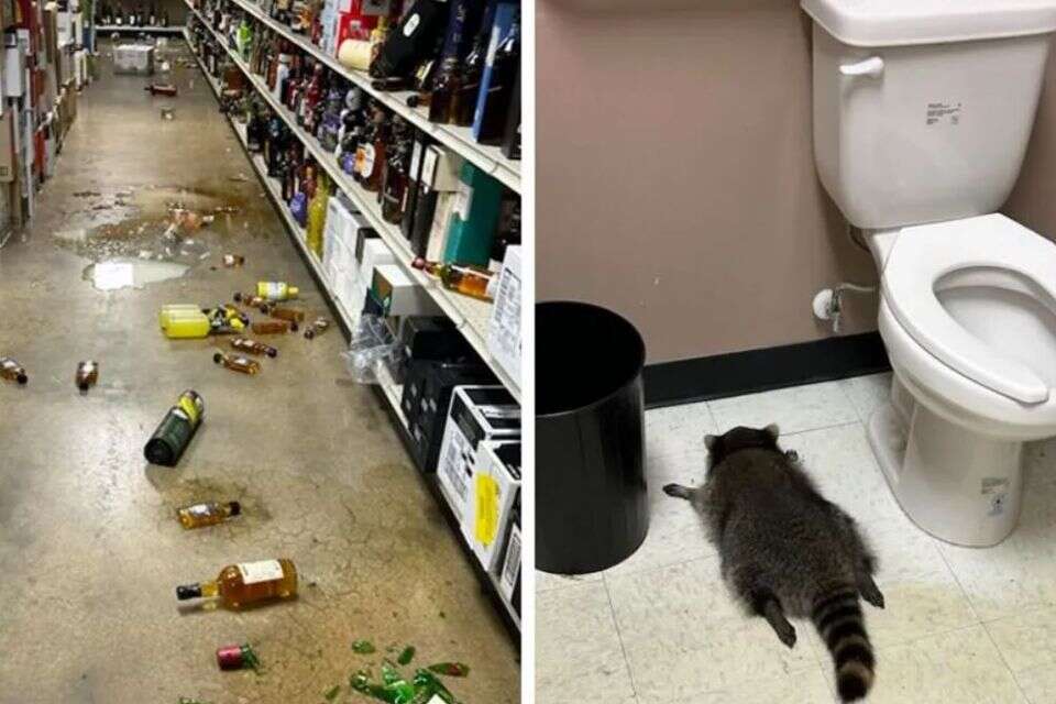 שתה עד שנרדם: דביבון שיכור שדד חנות משקאות