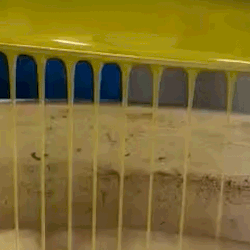 הגאון שעושה חמאה וסוכריות משמן זית. ואיך הטעם?