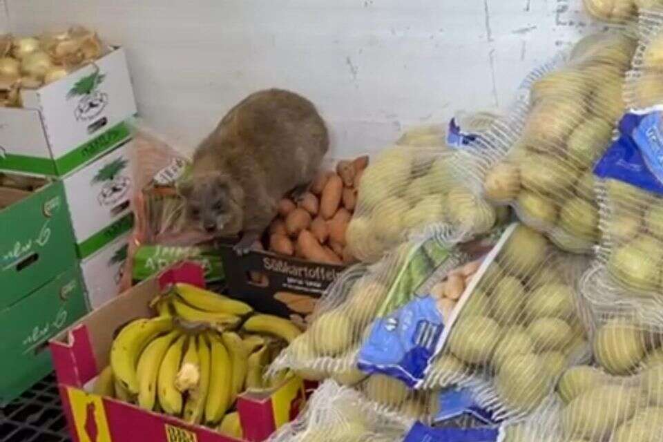 תיעוד מהעבר , ללא