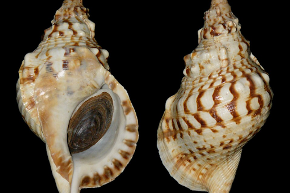 חצוצרות צדף בנות 6,000 שנה: התגלו כלי הנשיפה הקדומים ביותר באירופה