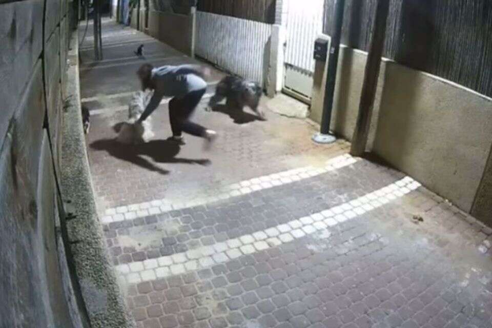 תושב נתניה תועד מתעלל בכלב ברחוב בעיר , מצלמות אבטחה