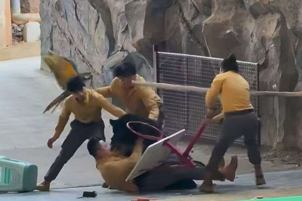 תיעוד: דוב תקף מטפל בגן חיות בסין - והמופעים בוטלו