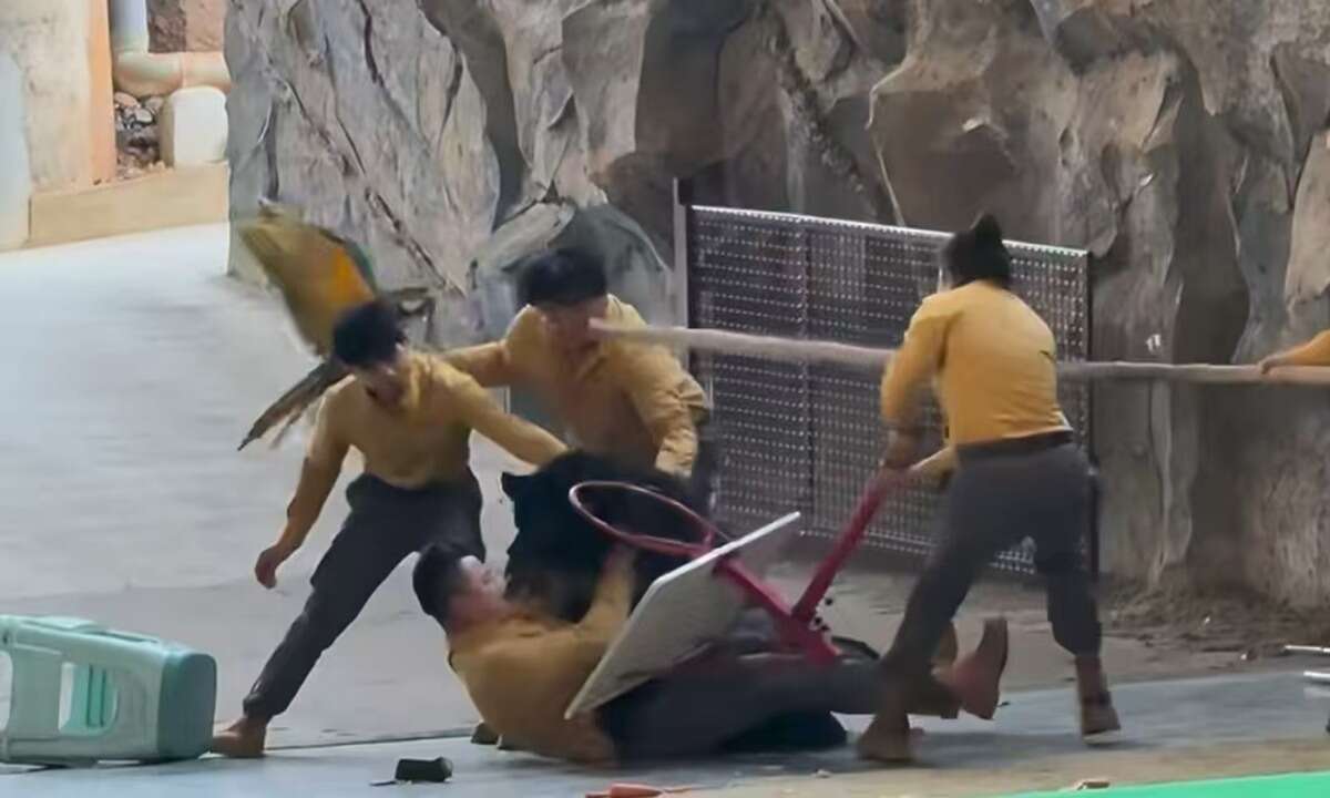 תיעוד: דוב תקף מטפל בגן חיות בסין - והמופעים בוטלו