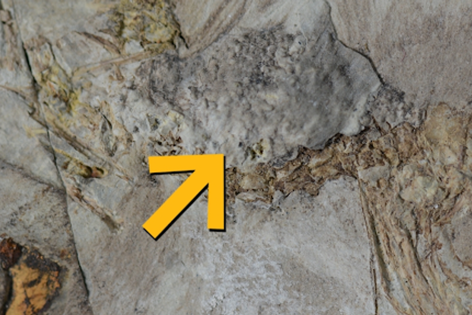 הציפור הפרהיסטורית נחנקה מ-800 אבנים - למה זה קרה?