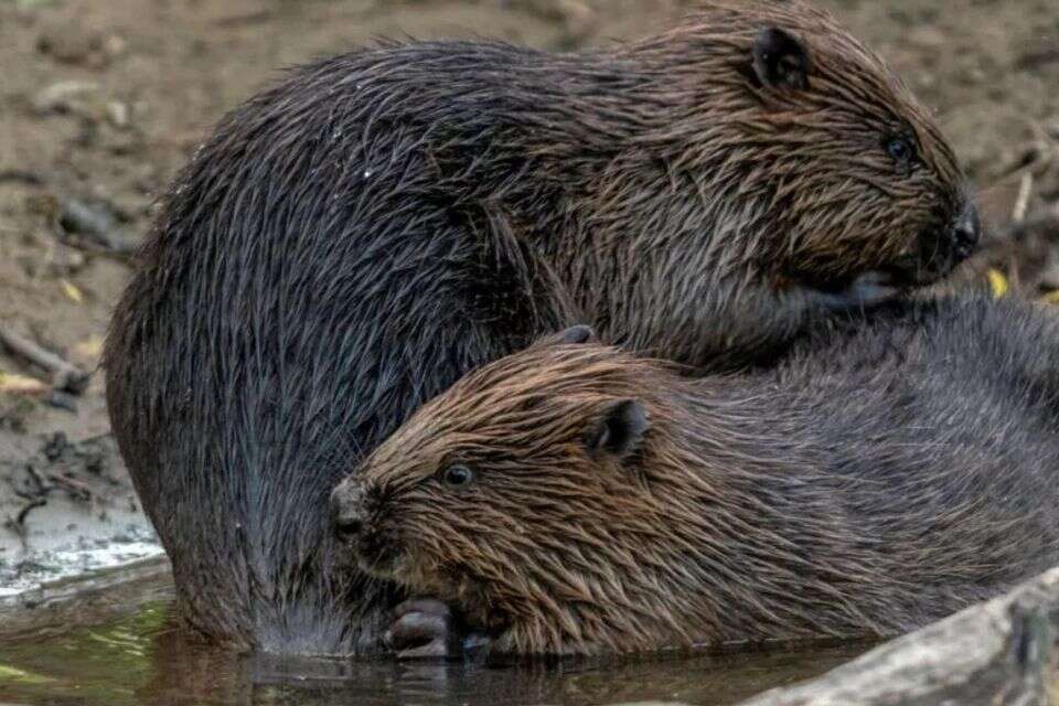 אחרי 600 שנים: בעל החיים החמקמק שוב נצפה בטבע - איך זה קרה?