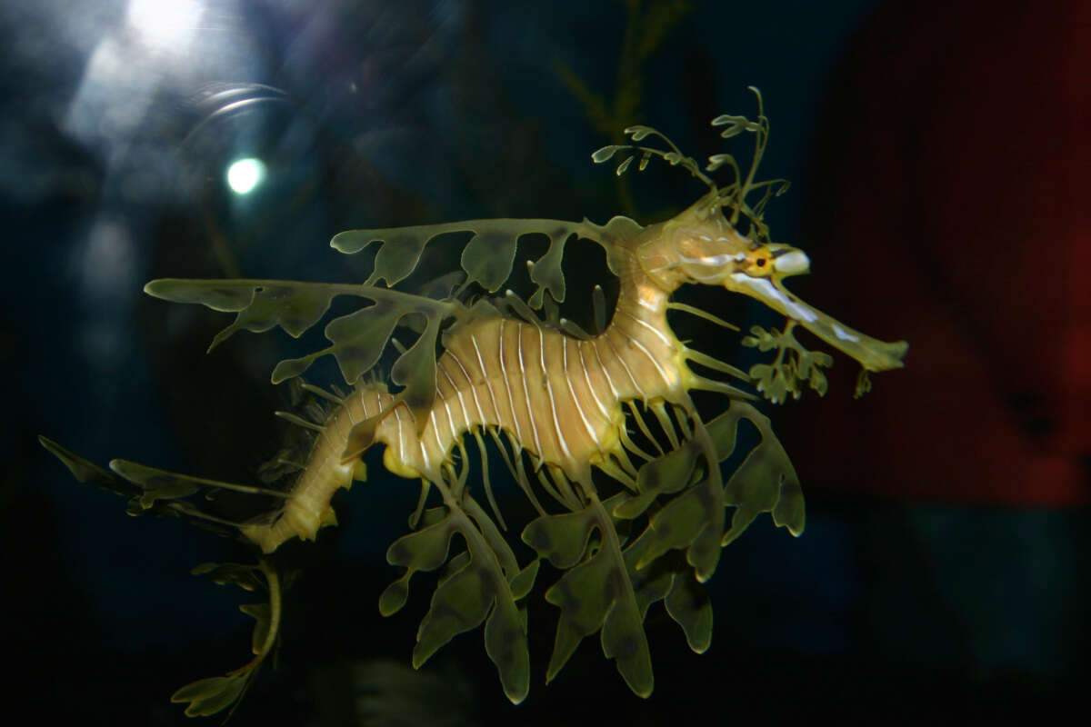 מהי "הורות סוסון ים" ואיך היא מדגישה את חשיבות האבהות?