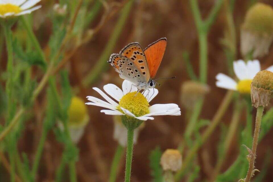 "אי חולות" ייחודי במרכז: אוצר אקולוגי נדיר ו-11 מינים בסכנת הכחדה