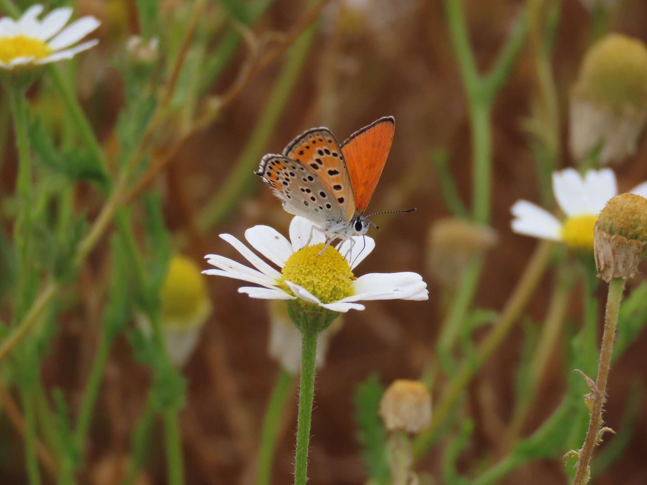 "אי חולות" ייחודי במרכז: אוצר אקולוגי נדיר ו-11 מינים בסכנת הכחדה