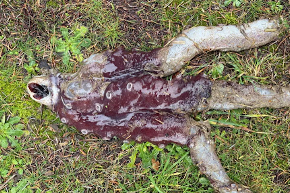 שבע זרועות? תמנון ענק ונדיר התגלה על חוף בסקוטלנד