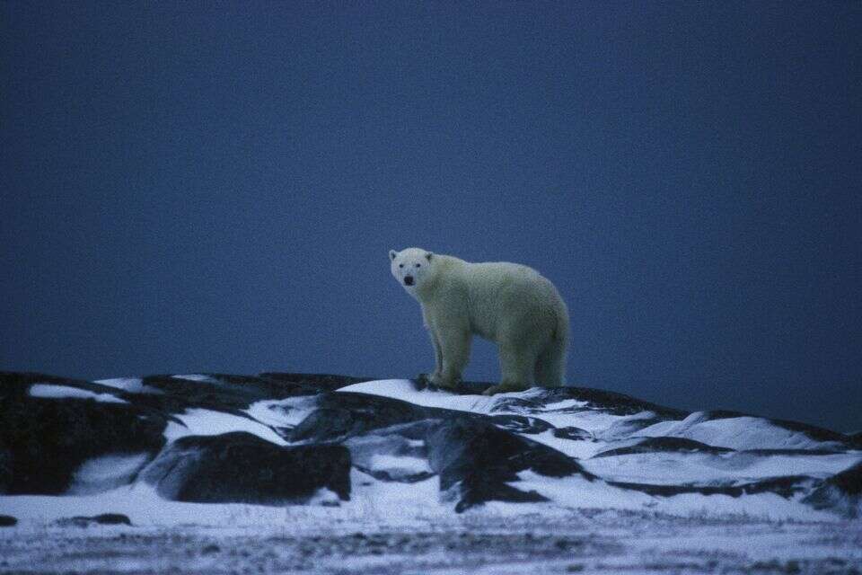 כדי להימנע מהכחדה: דובי הקוטב משנים את הדנ"א שלהם