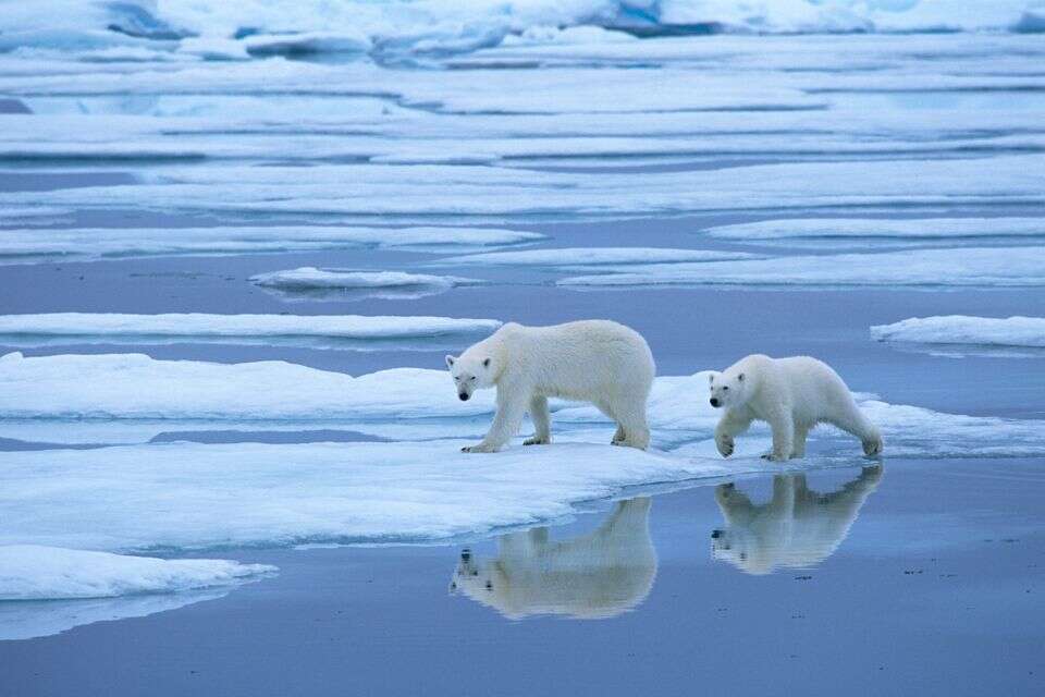 מה הקשר בין שינוי DNA של דובי קוטב להתחממות הגלובלית?
