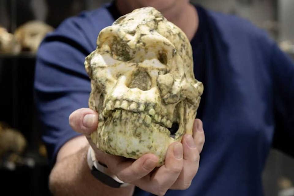 "מין של אב קדמון אנושי שטרם תועד": הכירו את "ליטל פוט"