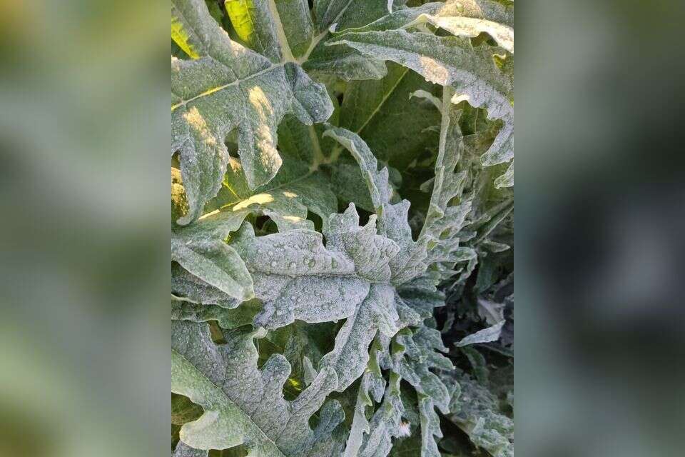 קרה בערבה , עדי מטמון, הערבה התיכונה