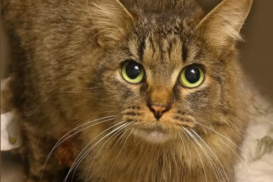 "נס של חג המולד": חתול שנעלם בהוריקן חזר אחרי יותר משנה