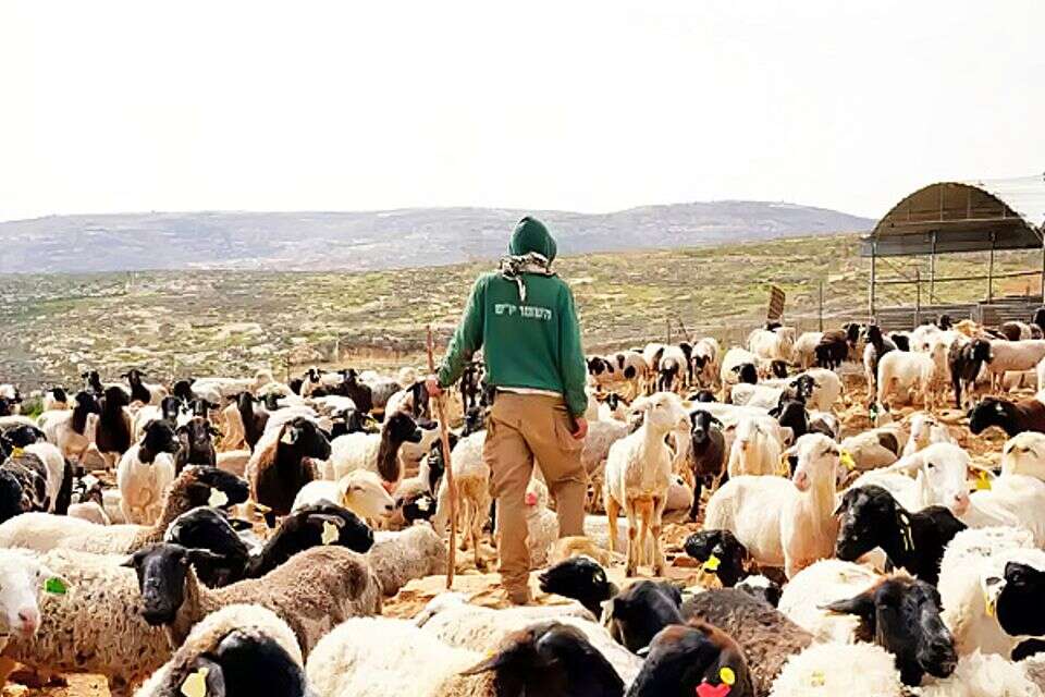איו"ש , ללא