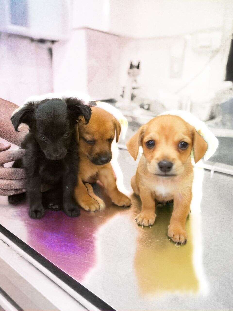 תעשיית כלבי הפשע