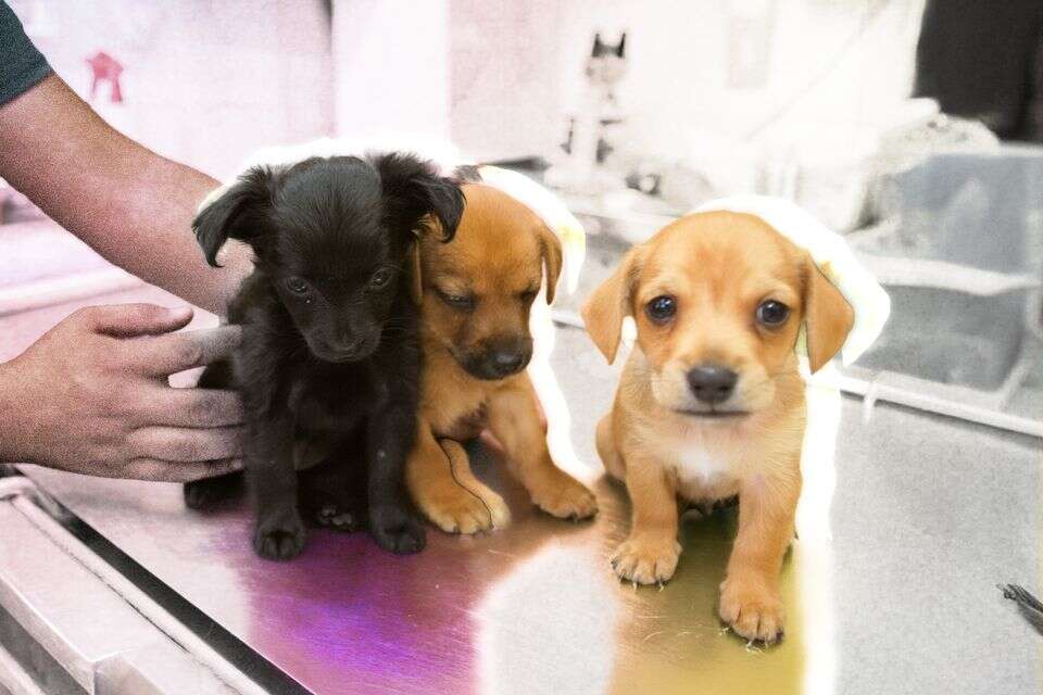 הסיוט של בעלי הכלבים: "תשלם או שהיא תמות"