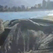 "אין דומים להם": מצאנו את הדגים הנדירים בכנרת