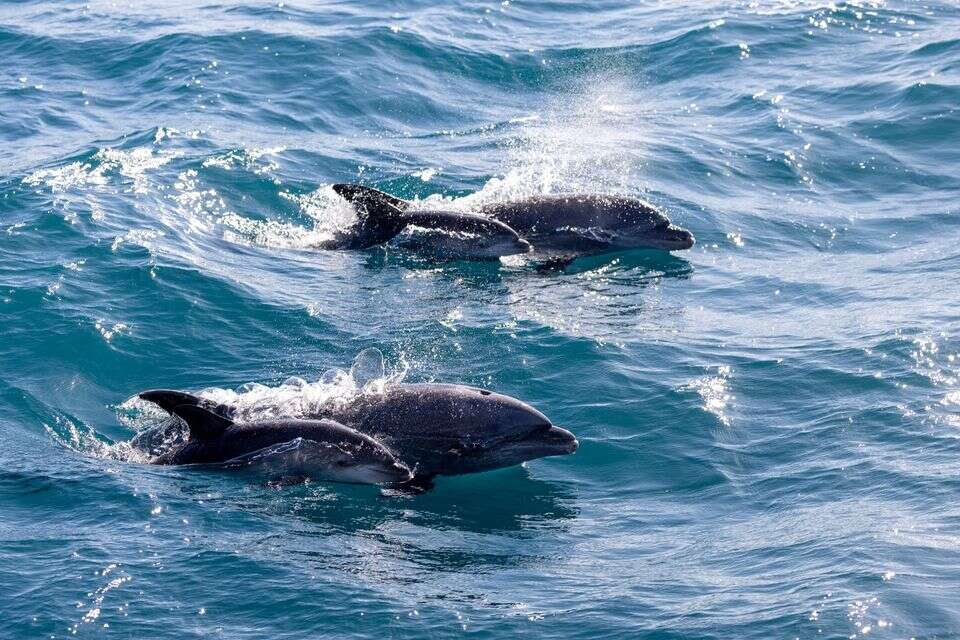 גורי דולפינים חדשים מול חופי ישראל - הדולפינה סוקי המליטה גור שמיני