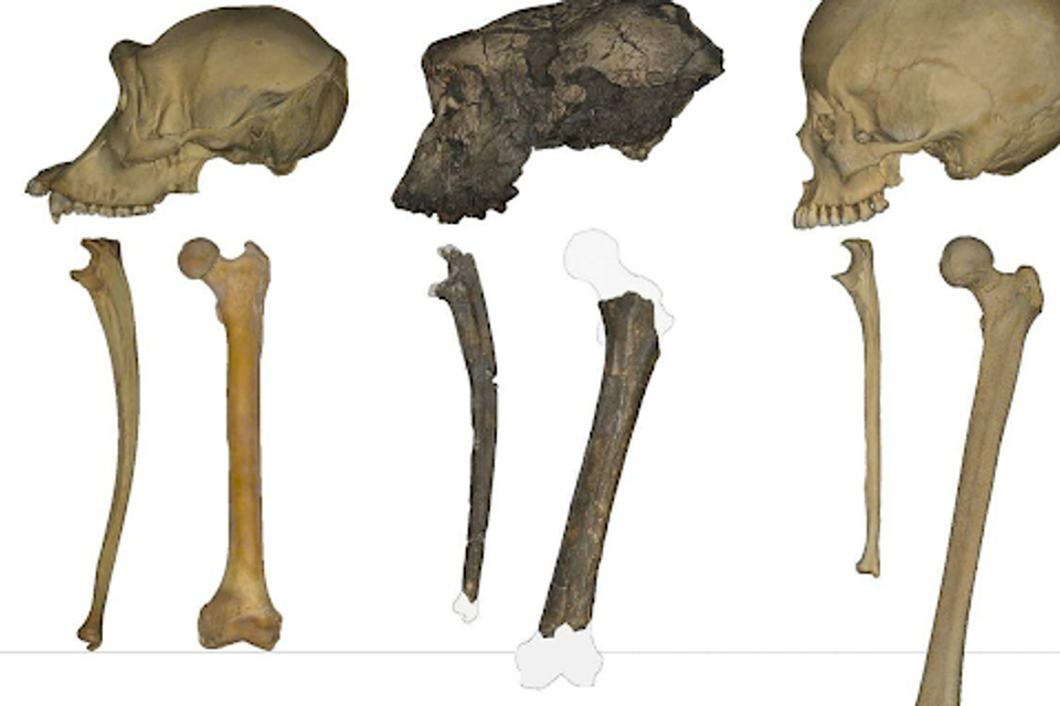 "אבי האנושות": מחקר חדש מראה שאבות האדם הלכו זקוף לפני 7 מיליון שנה