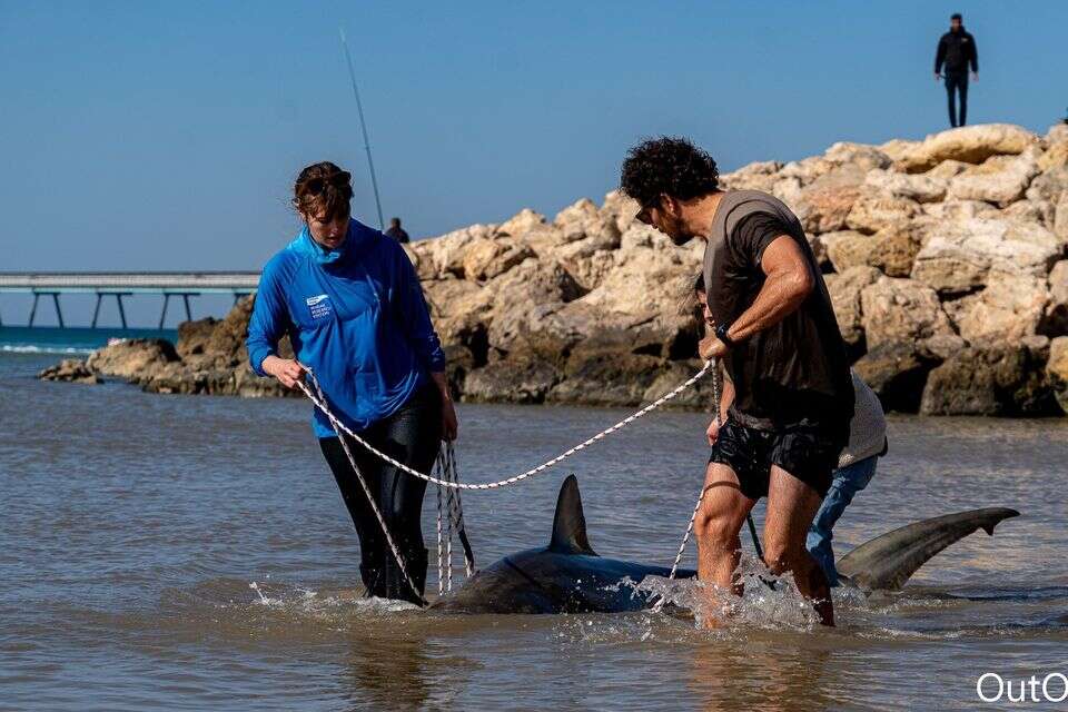 עצוב ומדאיג: כרישה בהיריון נמצאה מתה סמוך לתחנת הכוח בחדרה